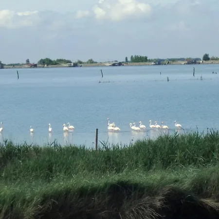 Gallanti 14
